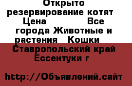 Открыто резервирование котят › Цена ­ 15 000 - Все города Животные и растения » Кошки   . Ставропольский край,Ессентуки г.